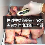 种树种草能护岸？农村黑臭水体治理的一个简单办法（图3）