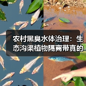 农村黑臭水体治理：生态沟渠植物隔离带真的比工程方案靠谱吗？