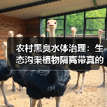 农村黑臭水体治理：生态沟渠植物隔离带真的比工程方案靠谱吗？（图4）