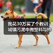 我花30万买了个教训：城镇污泥中微塑料与持久性有机污染物去除的3个致命误区（图3）