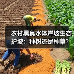 农村黑臭水体岸坡生态护坡：种树还是种草？我选混着来（图3）