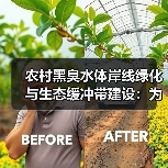 农村黑臭水体岸线绿化与生态缓冲带建设：为什么你的工程三年就废了？