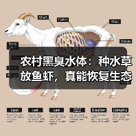 农村黑臭水体：种水草放鱼虾，真能恢复生态？我告诉你真相（图3）