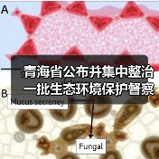 青海省公布并集中整治一批生态环境保护督察典型案例（图2）