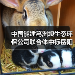 中国能建葛洲坝生态环保公司联合体中标岳阳临港片污水处理项目(图1) 中国能建葛洲坝生态环保公司联合体中标岳阳临港片污水处理项目(图1)